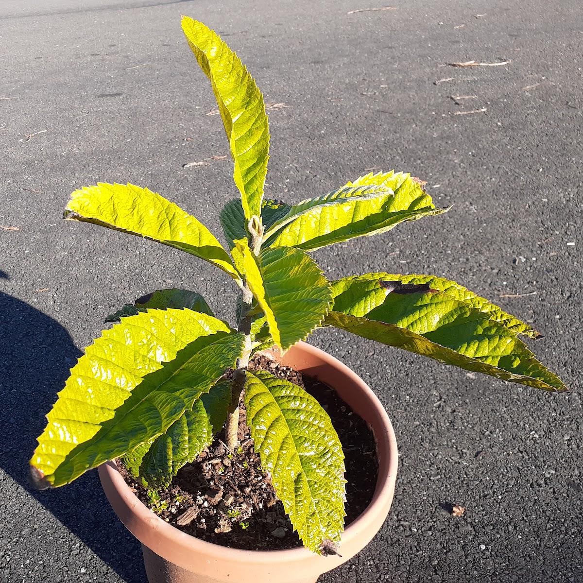 2.5 year loquat