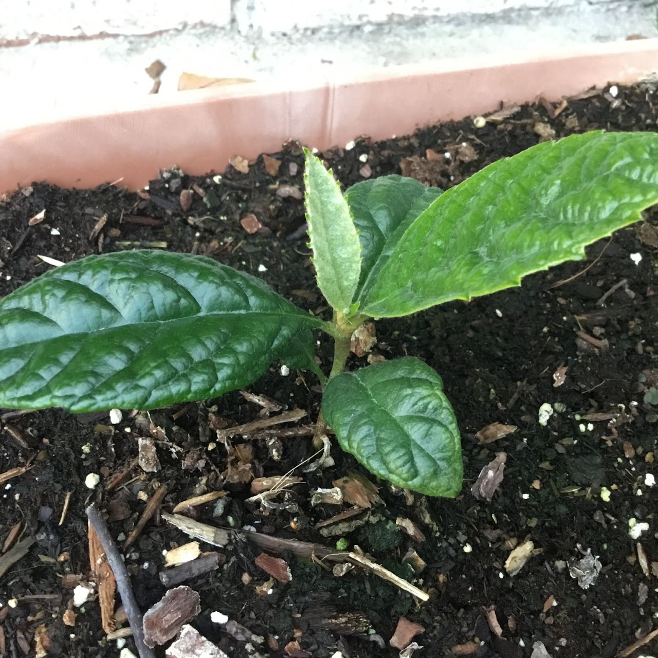 baby loquat