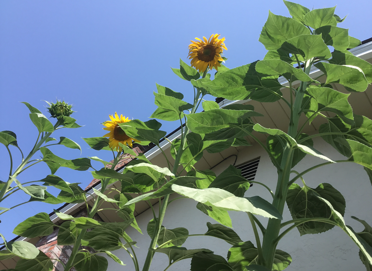 Mammoth Sunflowers