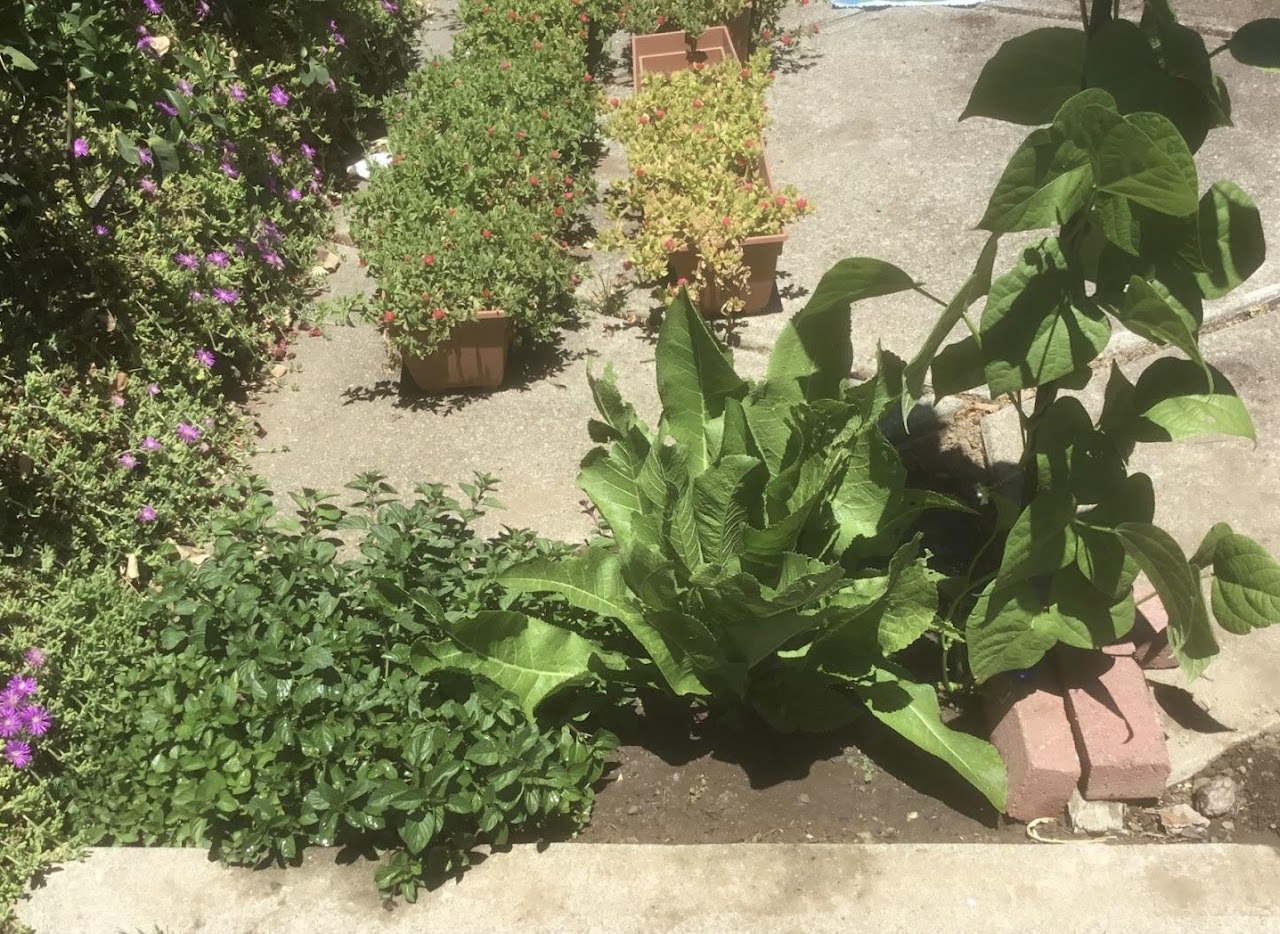 Mint Horseradish Bean