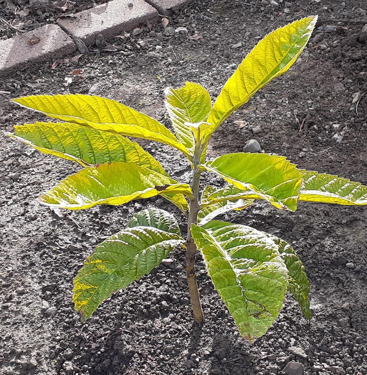Older Loquat