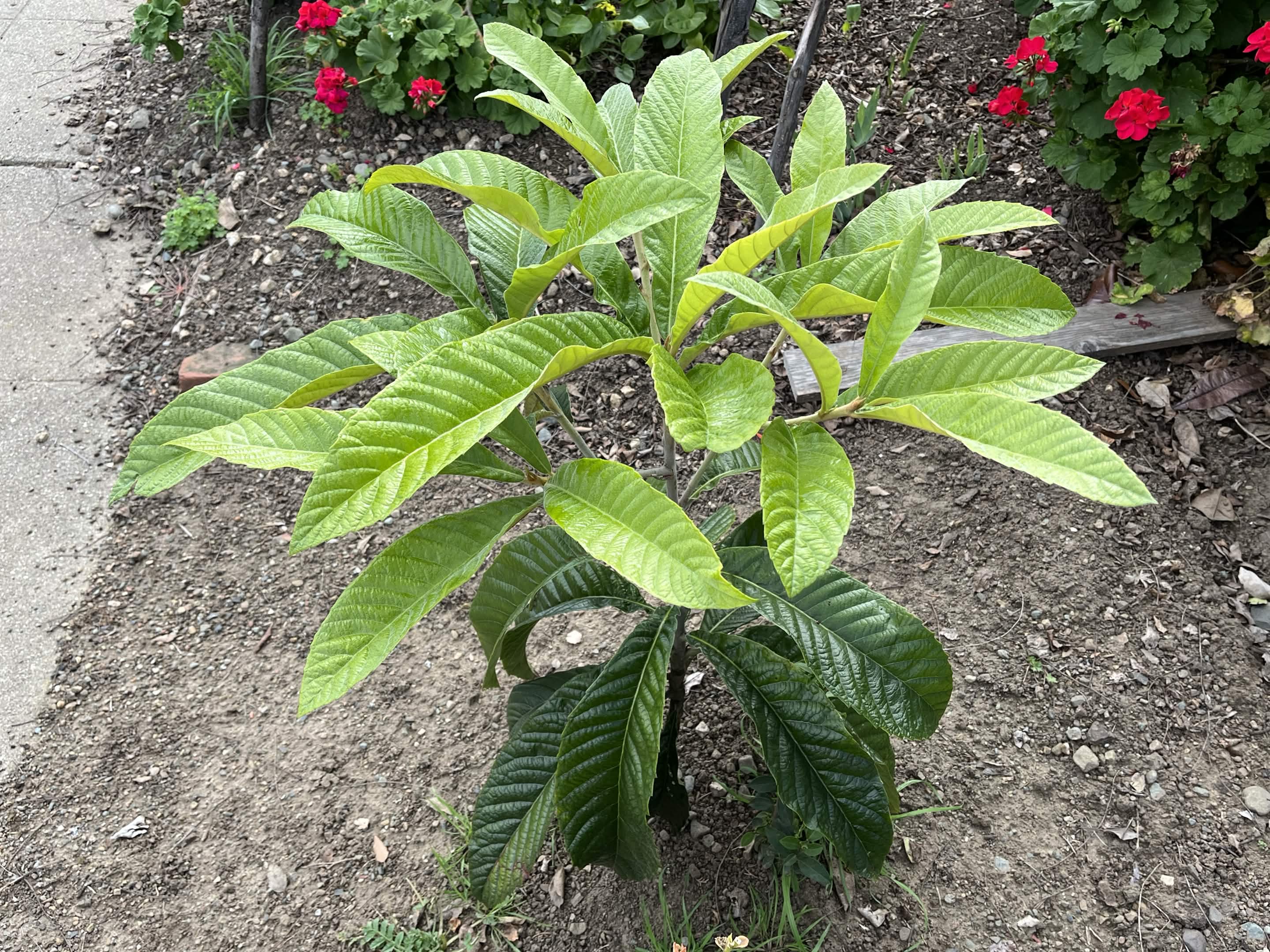 Oldest Loquat