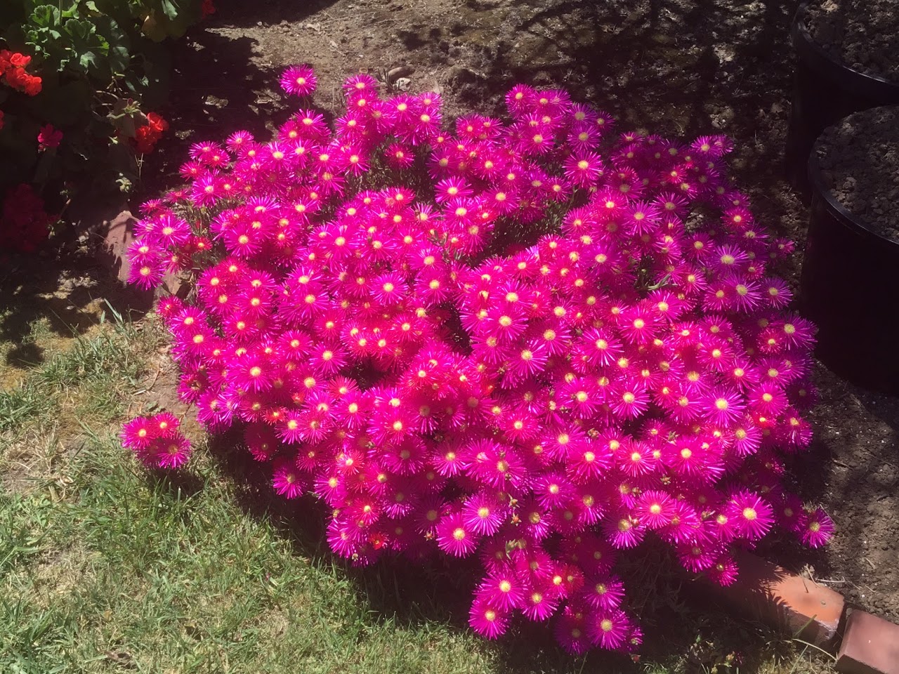 Pink Ice Plant